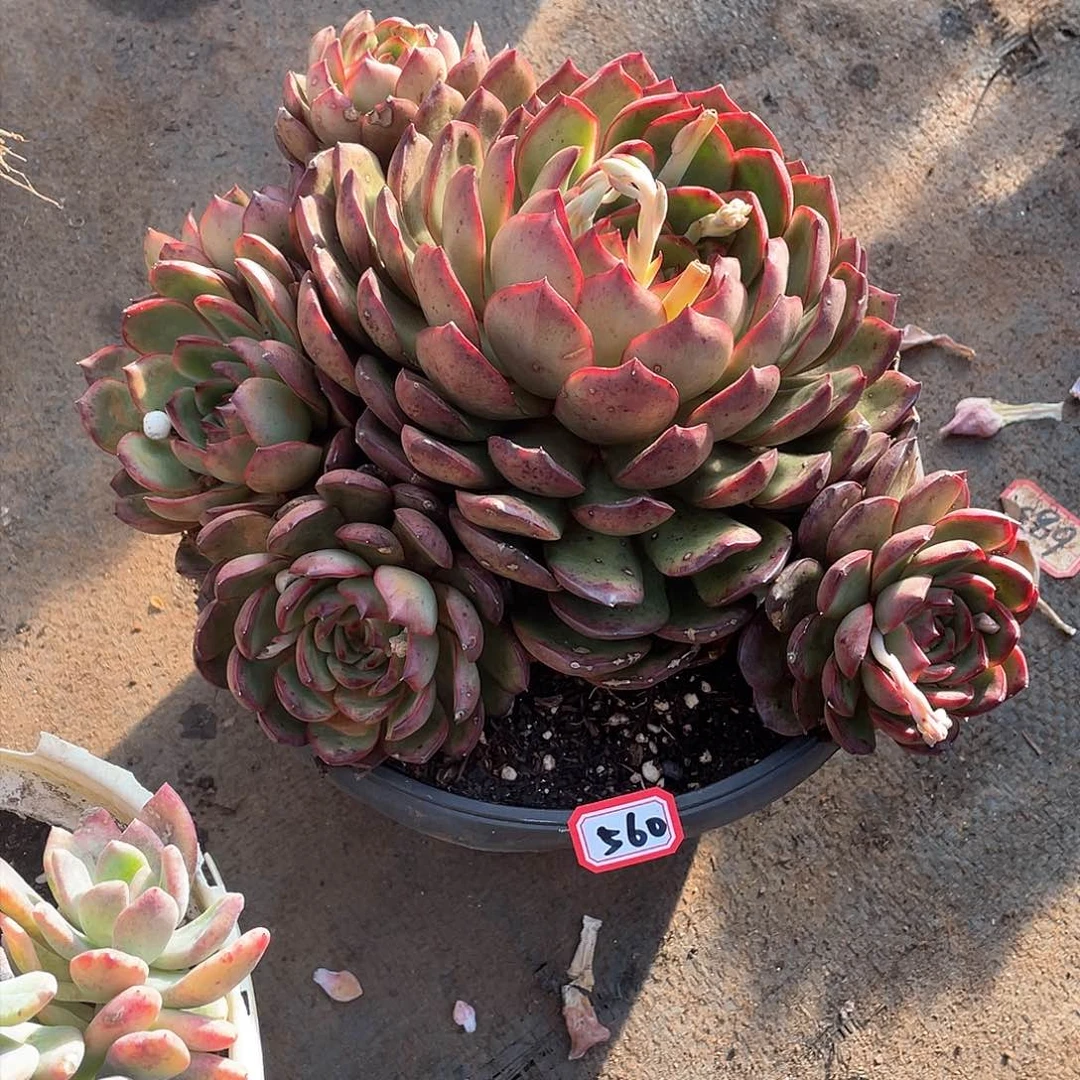 560保利 一物一拍多肉