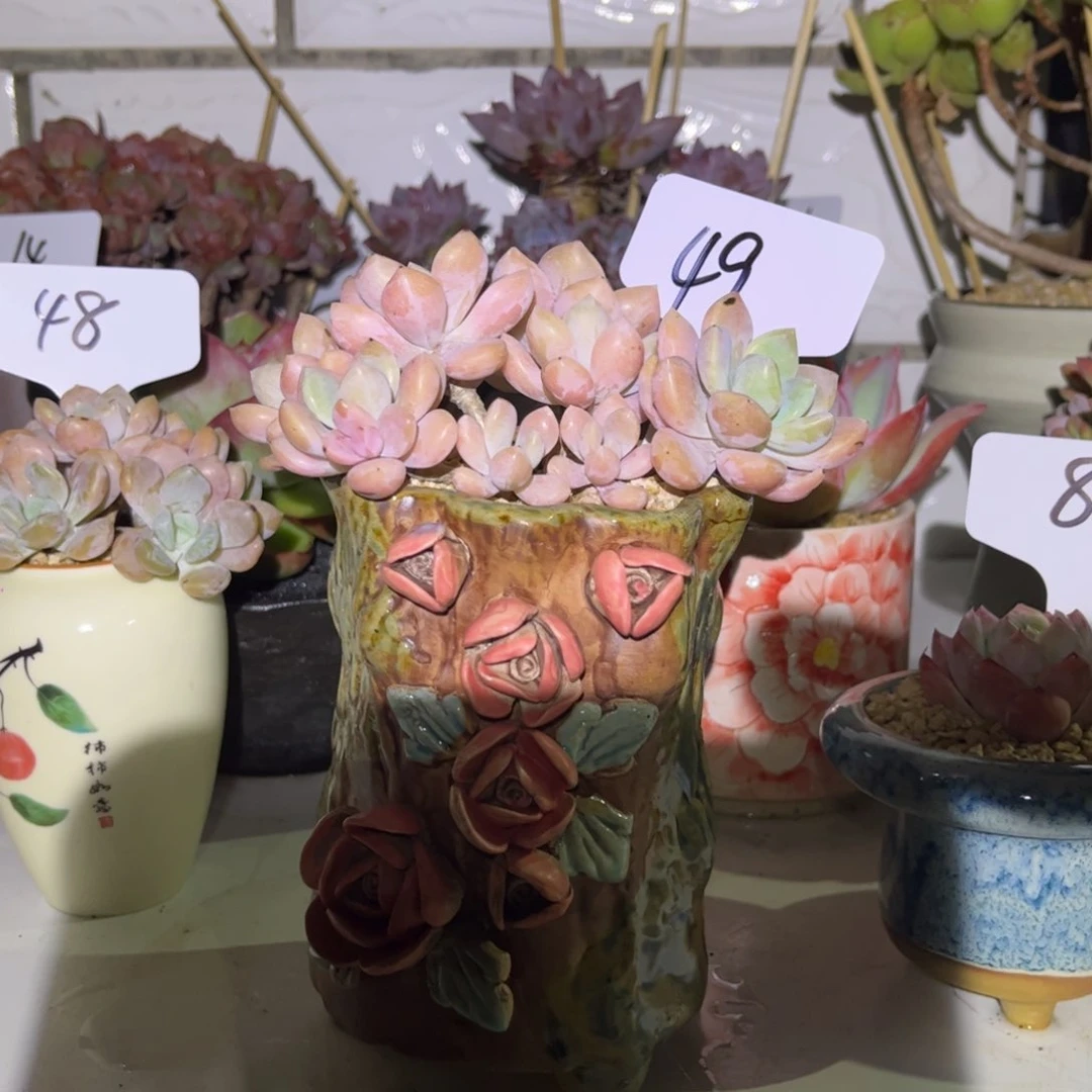 一物一拍克洛伊49