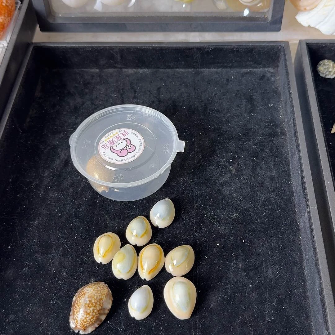 怜****怜天然贝壳海螺批发零售