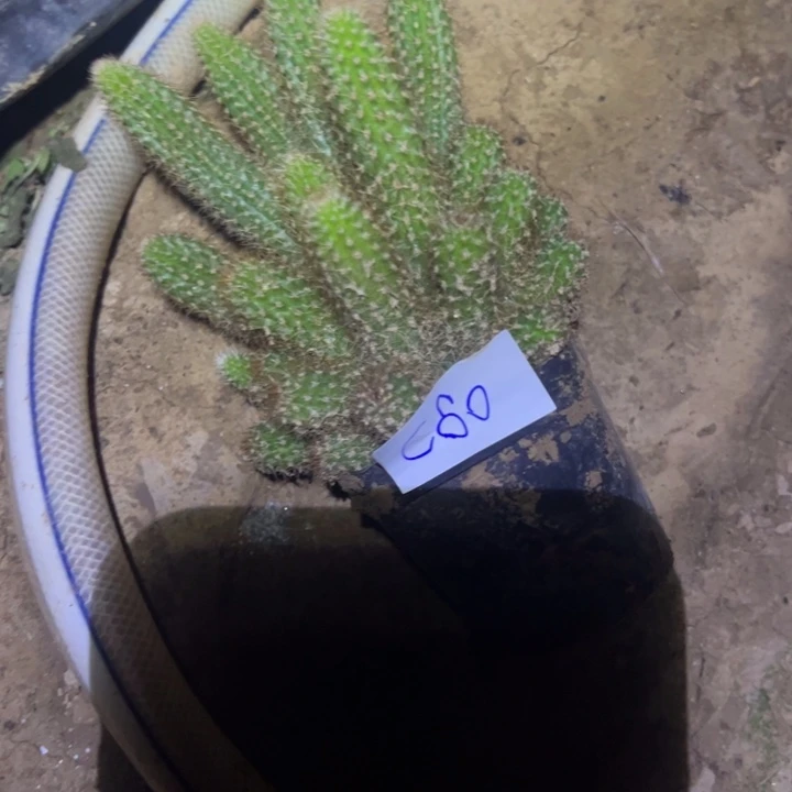 小***奶C60自根金妞克莱因40