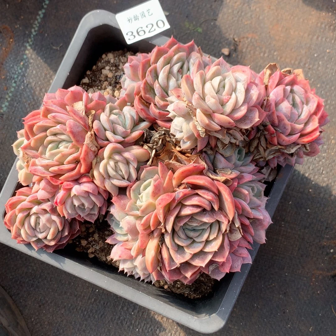 水*蓝3620不包整散掉头特价