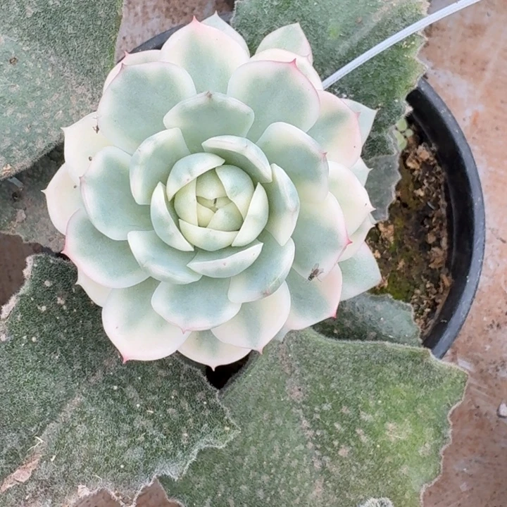 韩水晶锦一物一拍