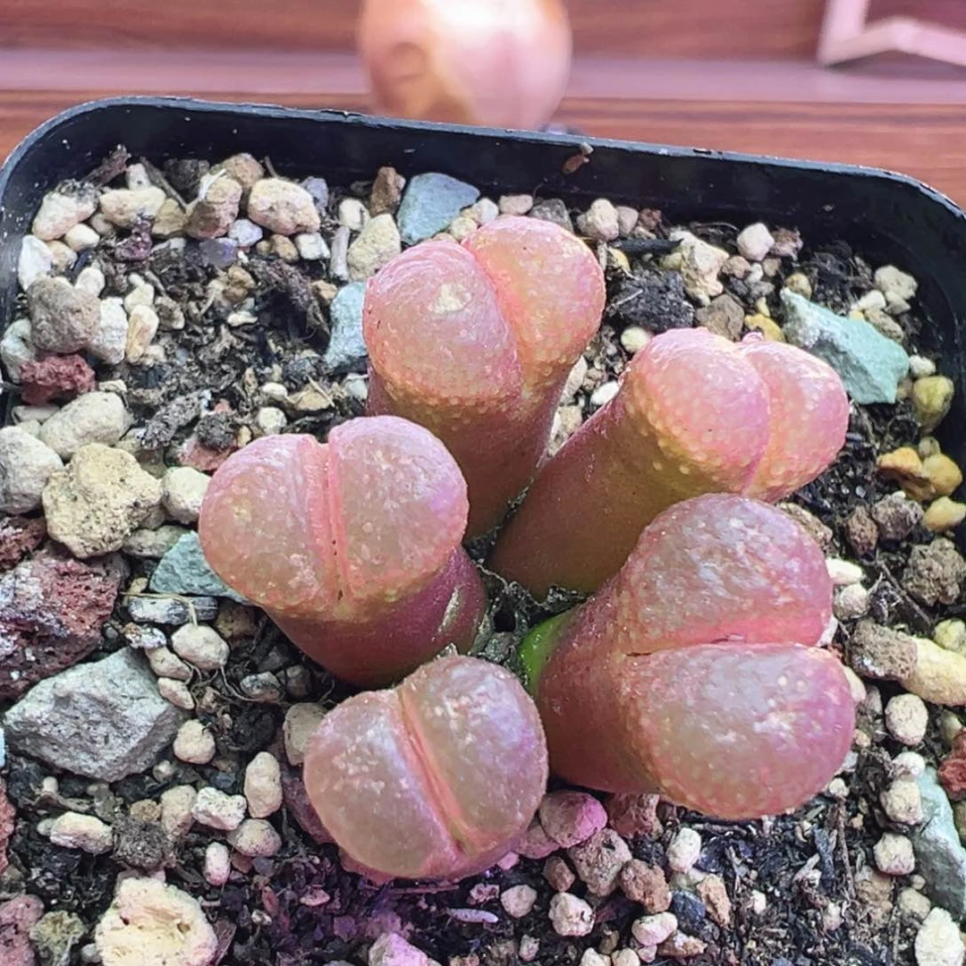 2-1号福利特特特束