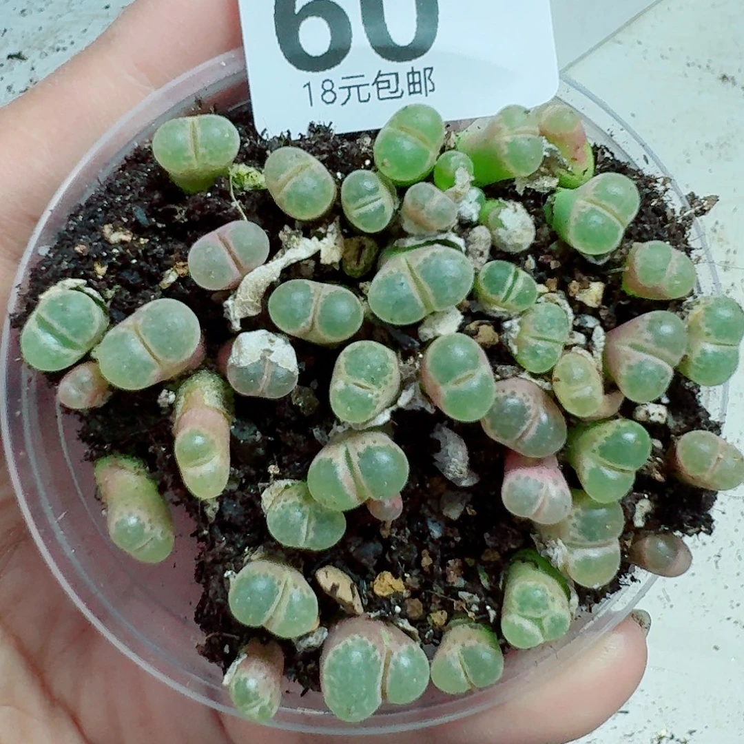 60多肉植物多肉植物