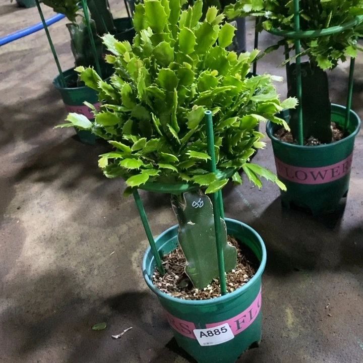 当前无花栽培后可以开花885嫁接050