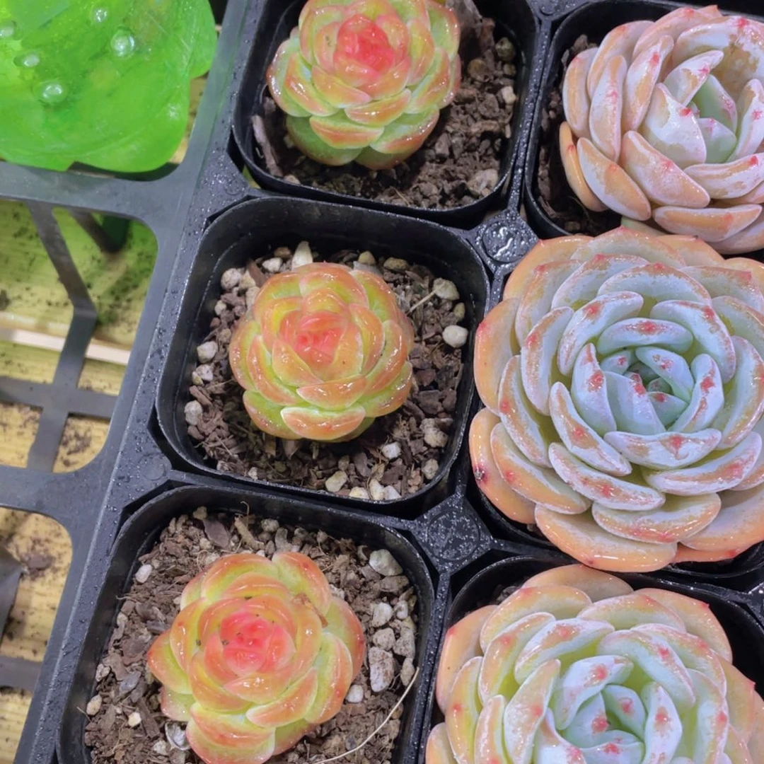 540号 珍妮冰透冻唇蜜单头一个