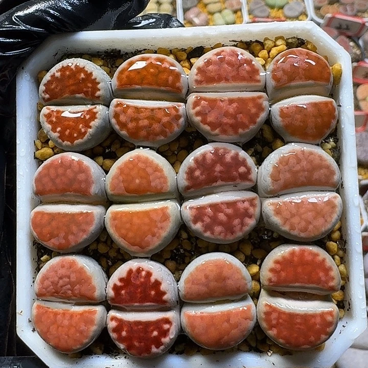 生石花2//。紫折。 73号