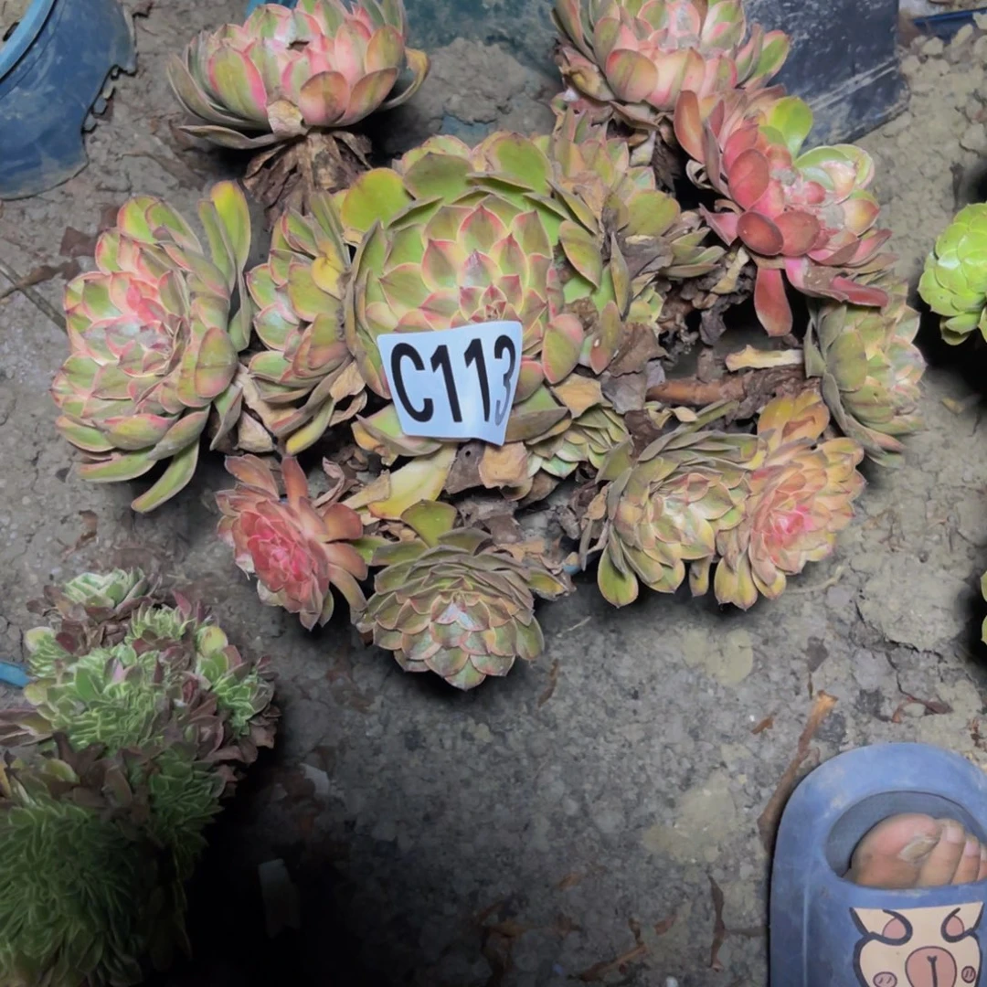 七彩万圣节14//33包邮
