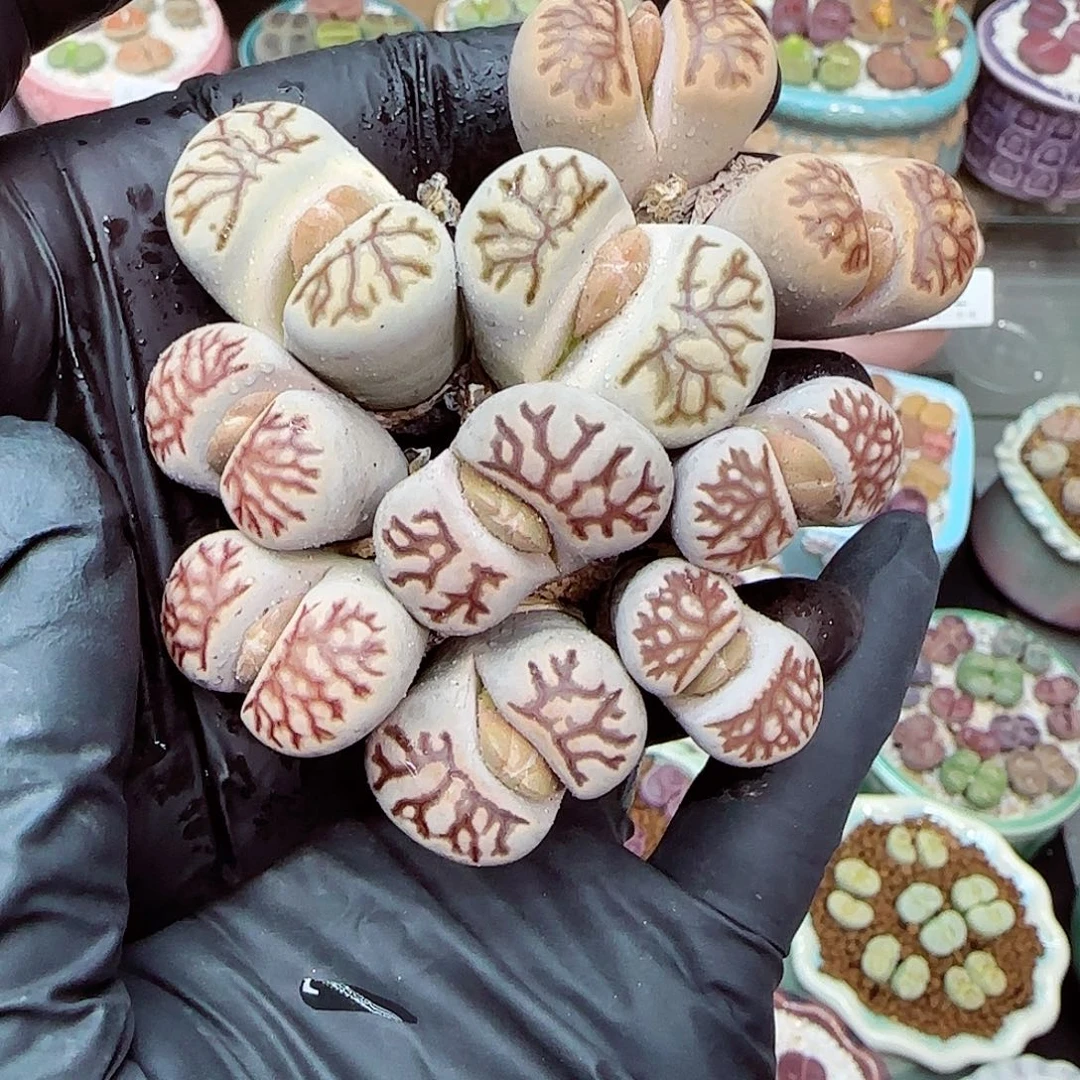 生石花满18包邮1112-33