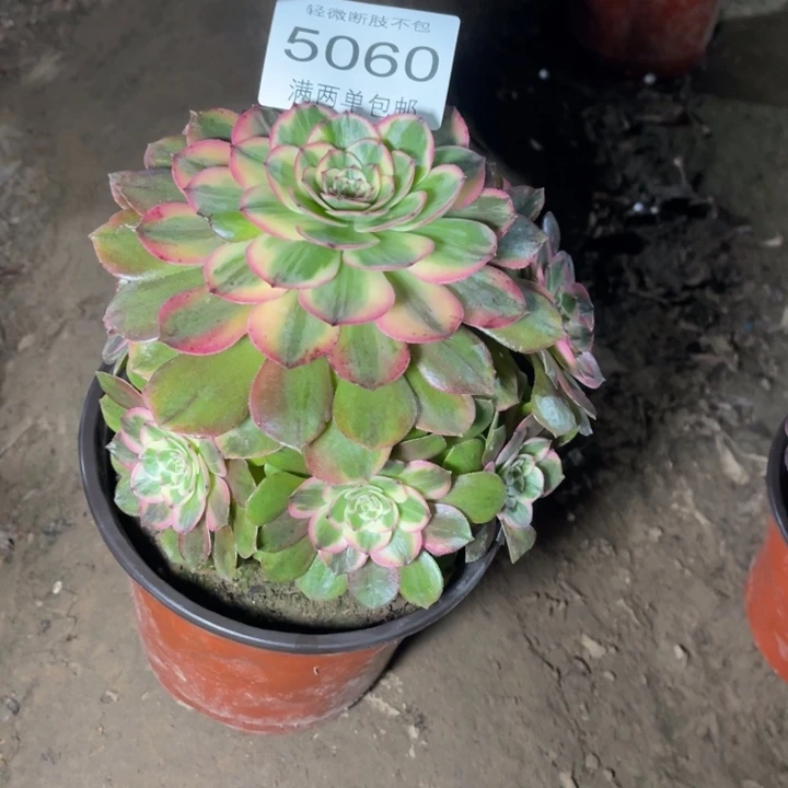 5060荔枝的人多肉的