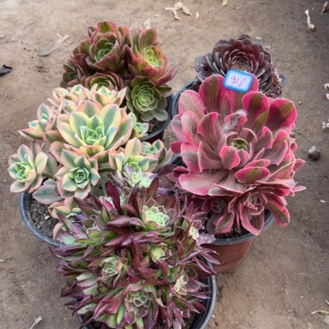 928多肉植物组合