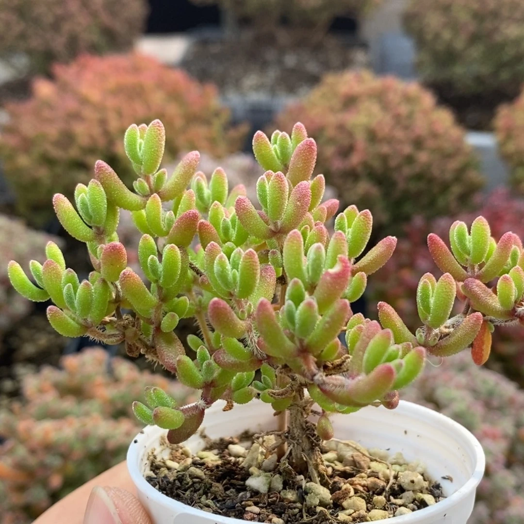 红宝石4829枝干番杏