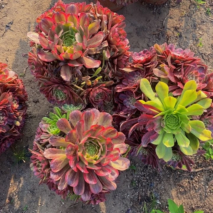 花脸粉黛多肉3颗多肉