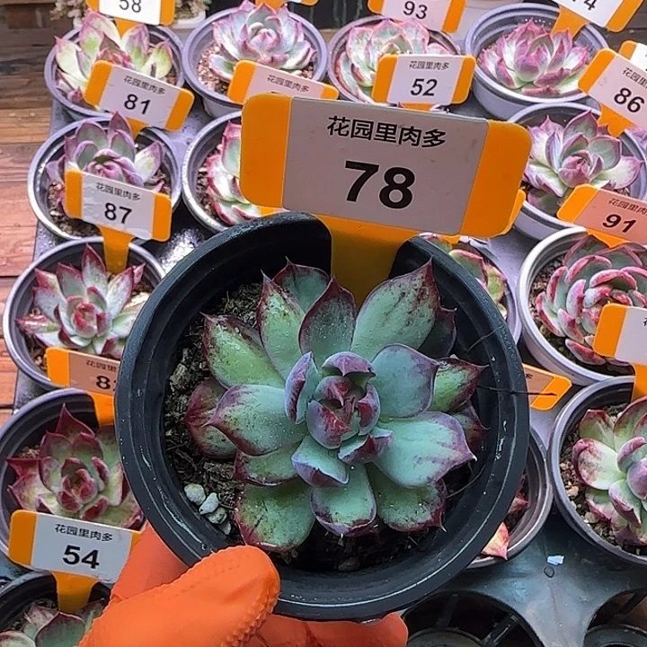 索***亚78 惊鸿单头多肉植物