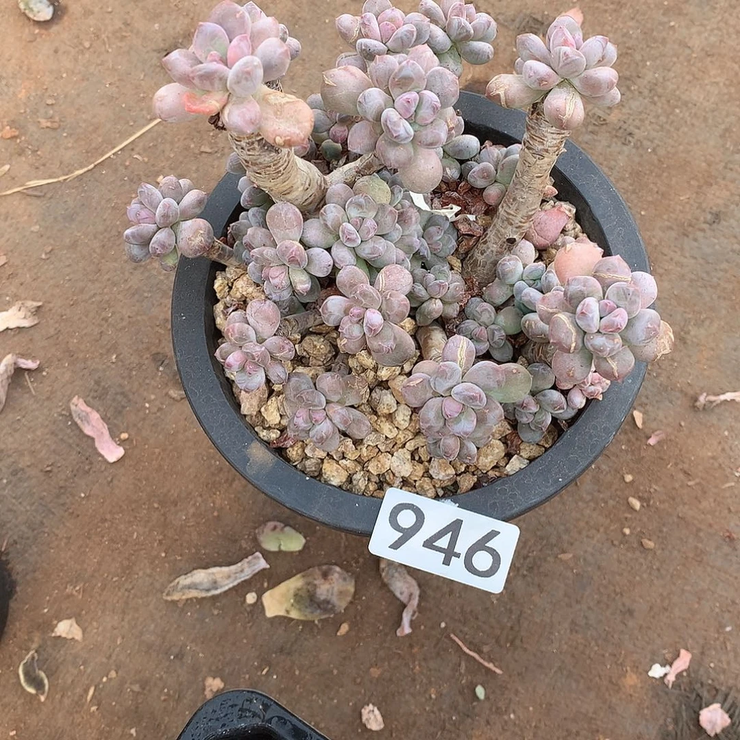 946 一物一拍多肉