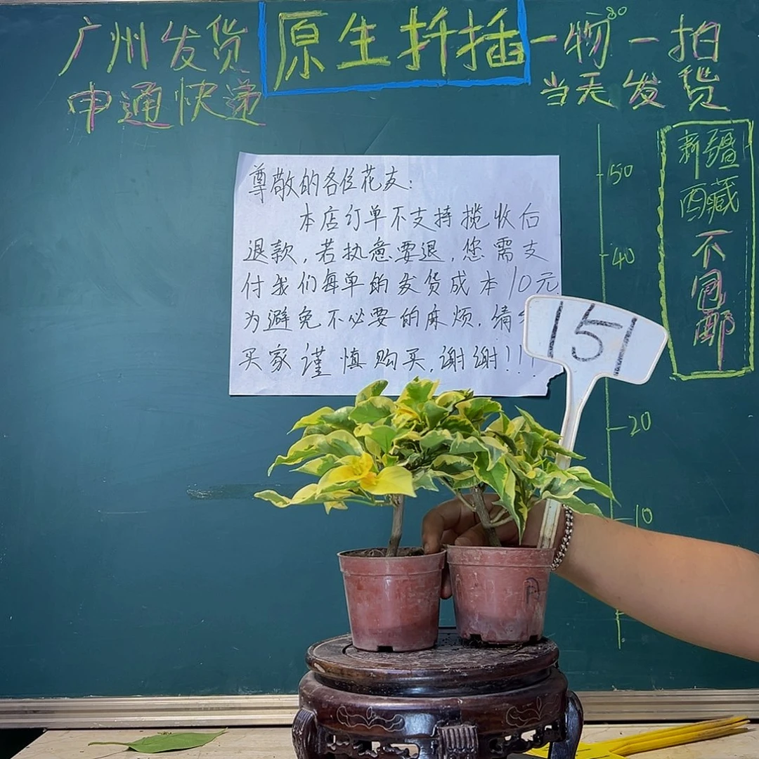 当前无花栽培后可以开花金边黄掌中宝 蓝月亮掌中宝151