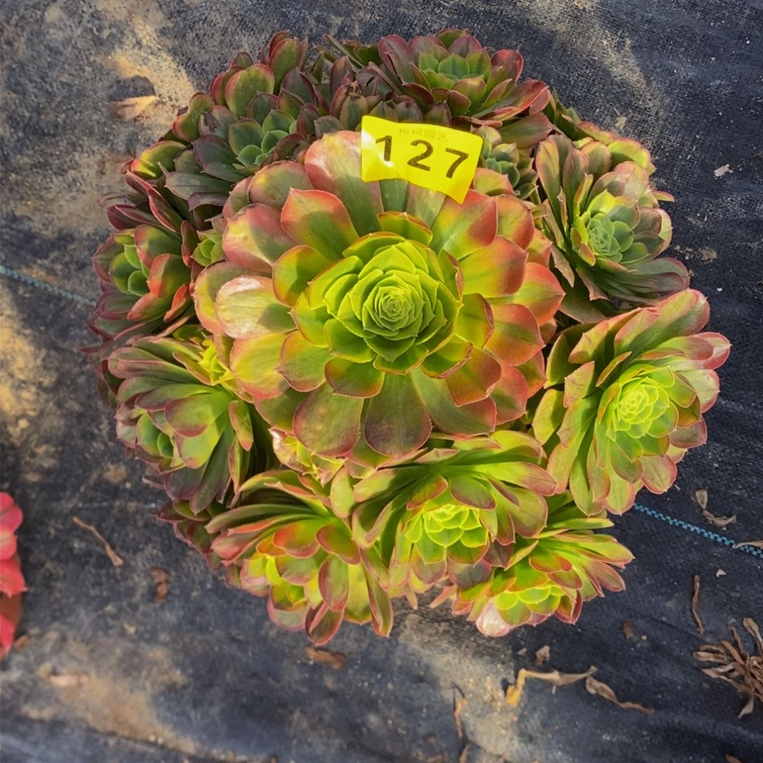 玉多肉000012700n b