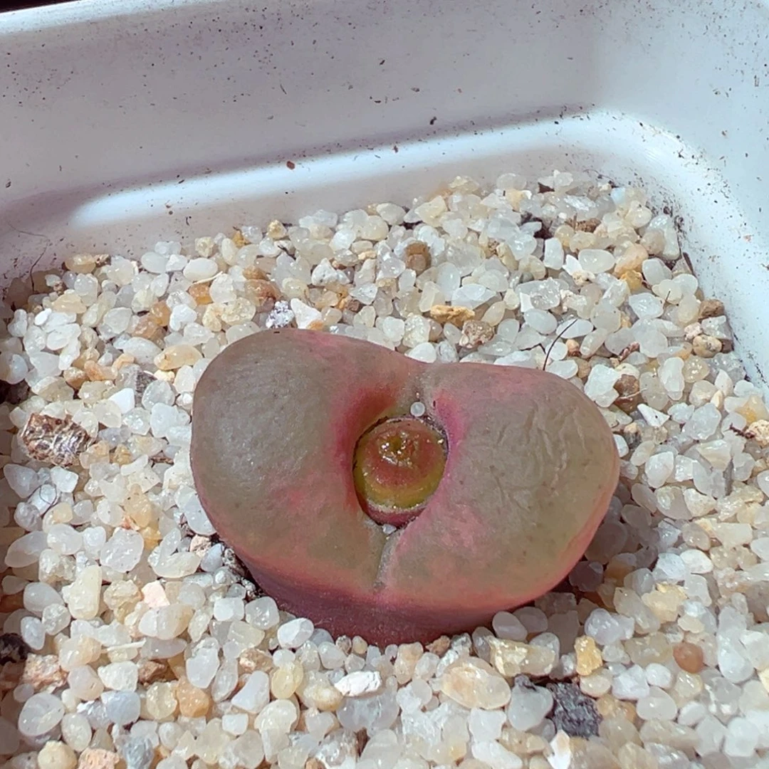 1218-754多肉多肉