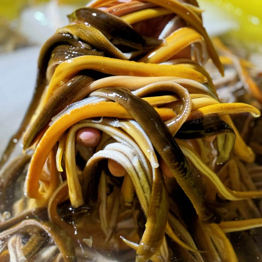 （新鲜鳝丝）淡水鱼小龙虾塘野生黄鳝顺丰包邮