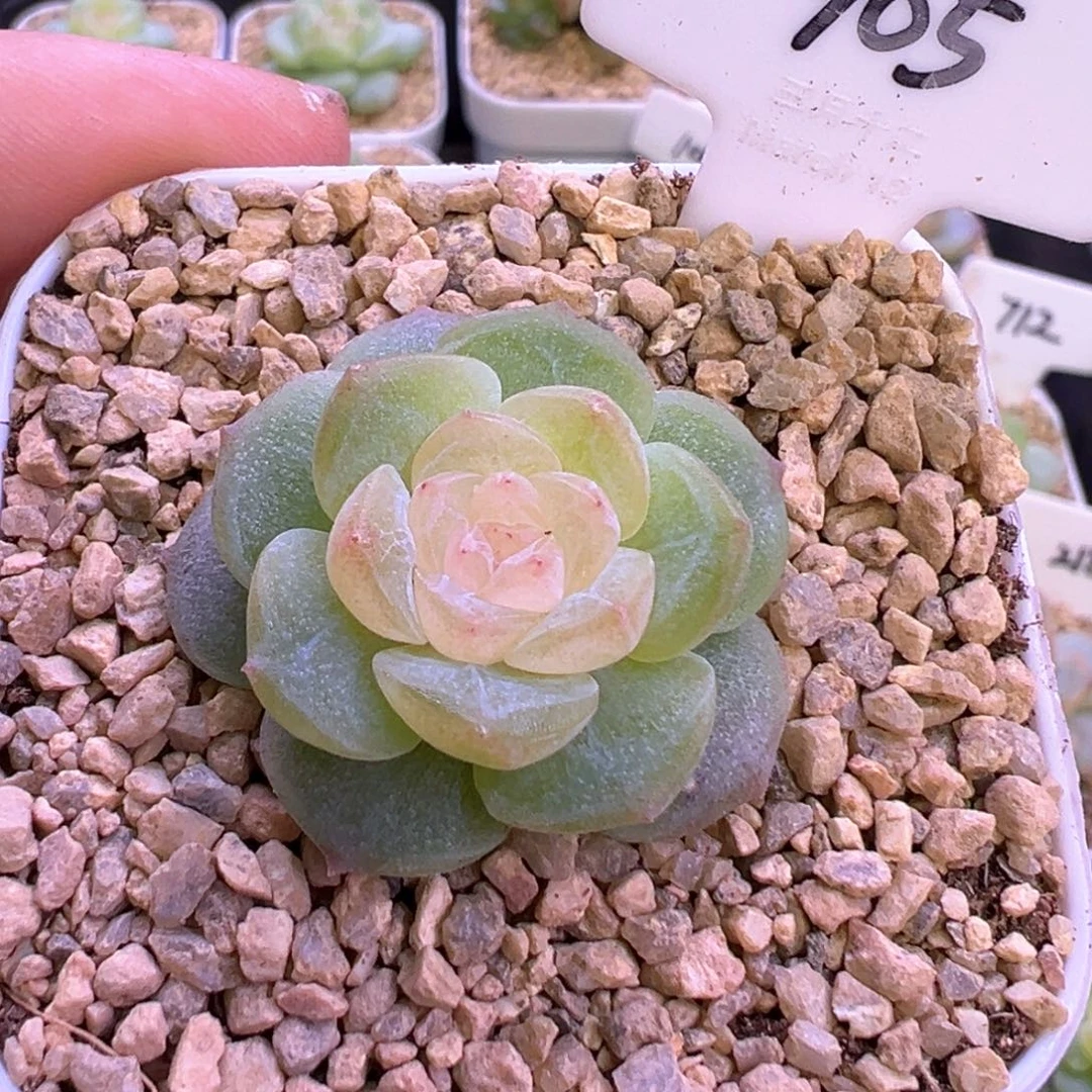 905号青竹 晗雨多肉