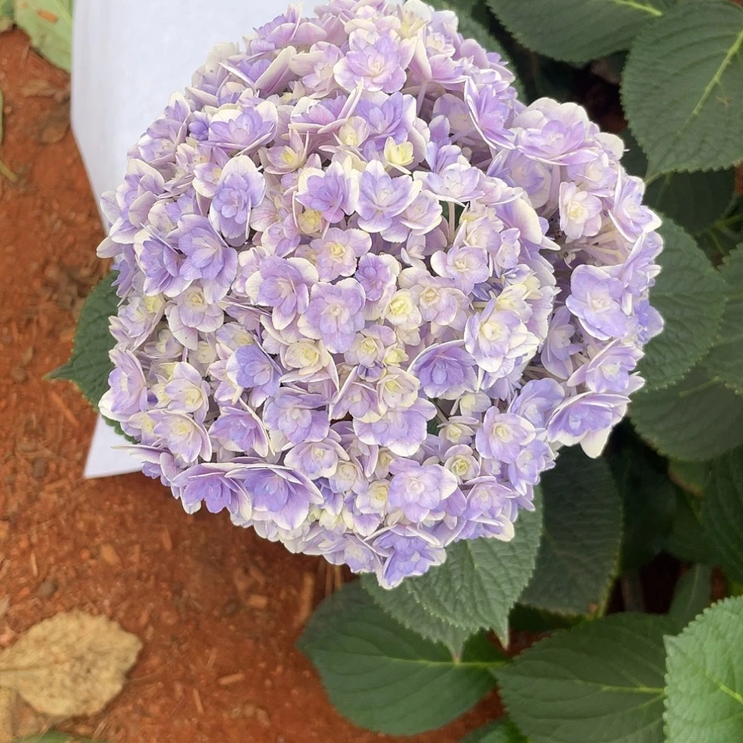 绣球切花一物一拍3枝起包邮，112