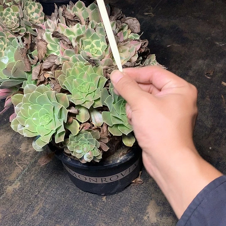 说***3多肉多肉多肉邀月181