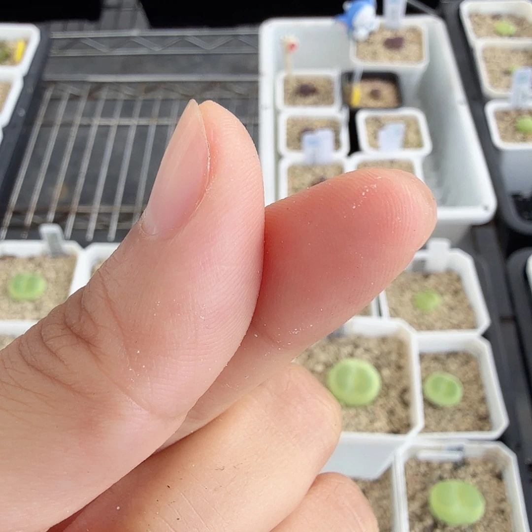 ?****?桃尻娘 7-20-L3