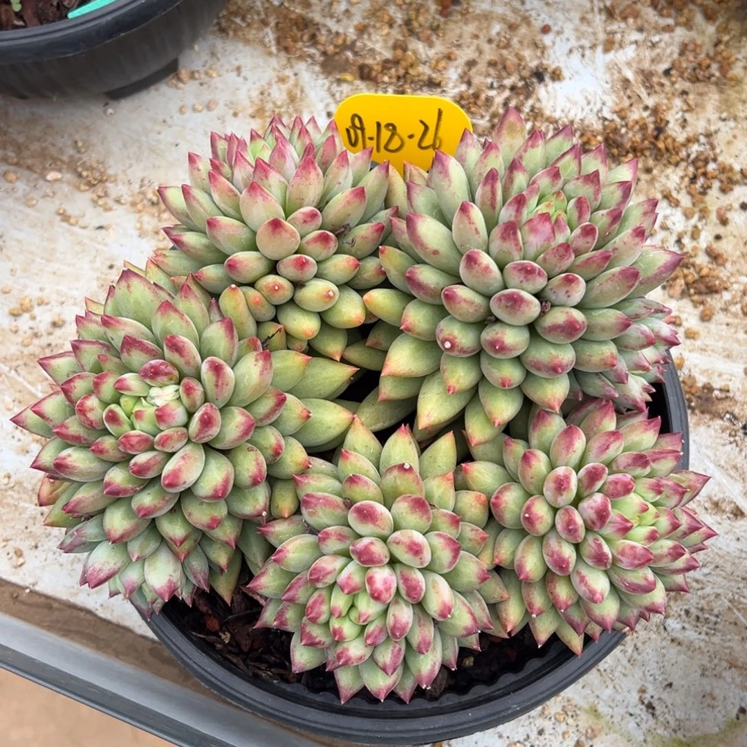09-18-26二代虞美人多肉植物