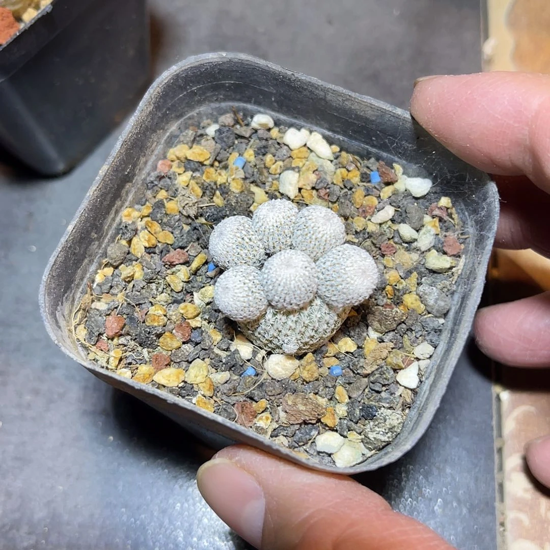 月世界仙人球一物一拍