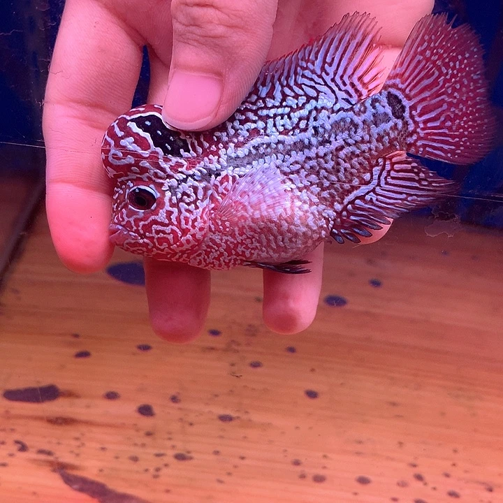 微***～罗汉鱼珍珠888888888888