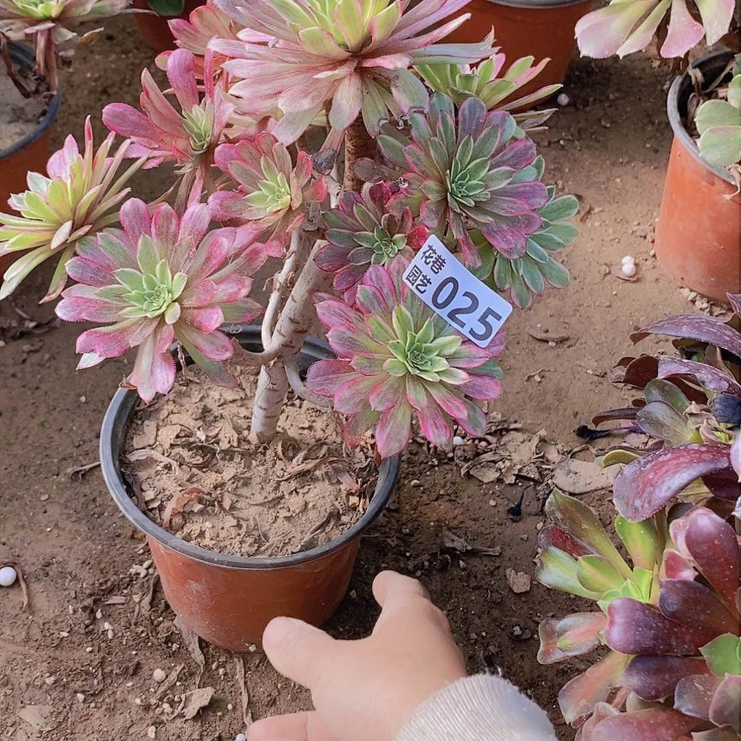 25 号20元包邮不包断枝年后发货