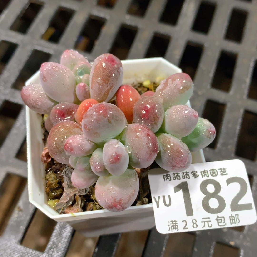 肉萌萌拇指盆精控多肉YU182