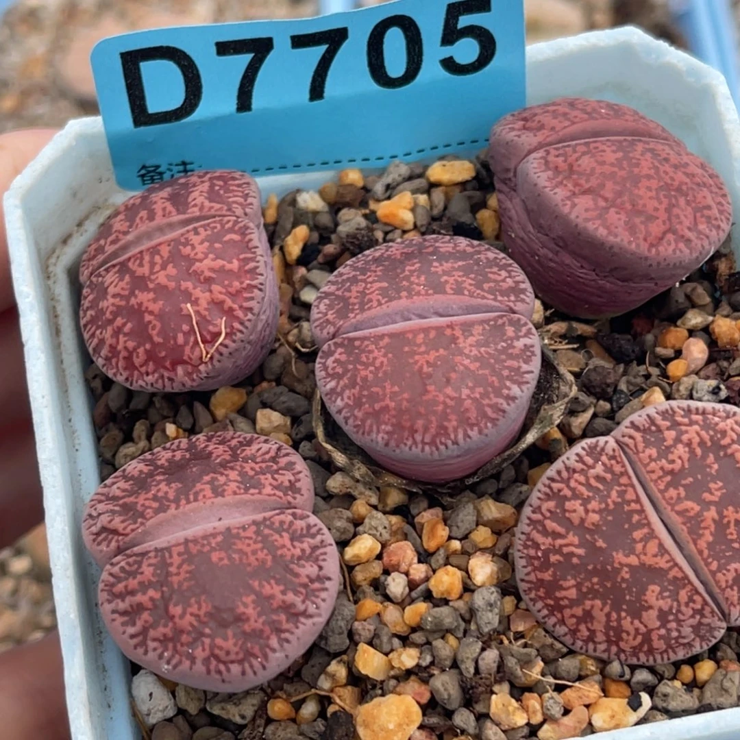 7705酒红紫薰五颗