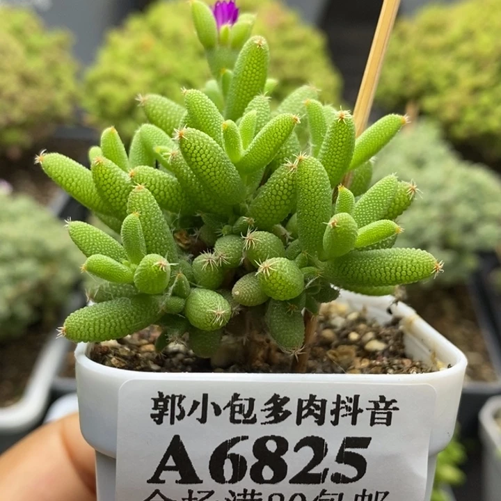 实生玉米6825枝干番杏