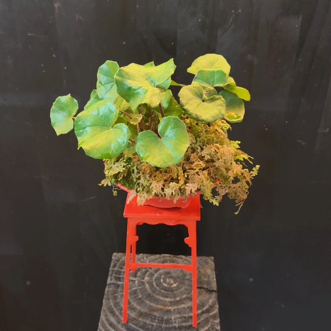 无花朵山野草陶盆