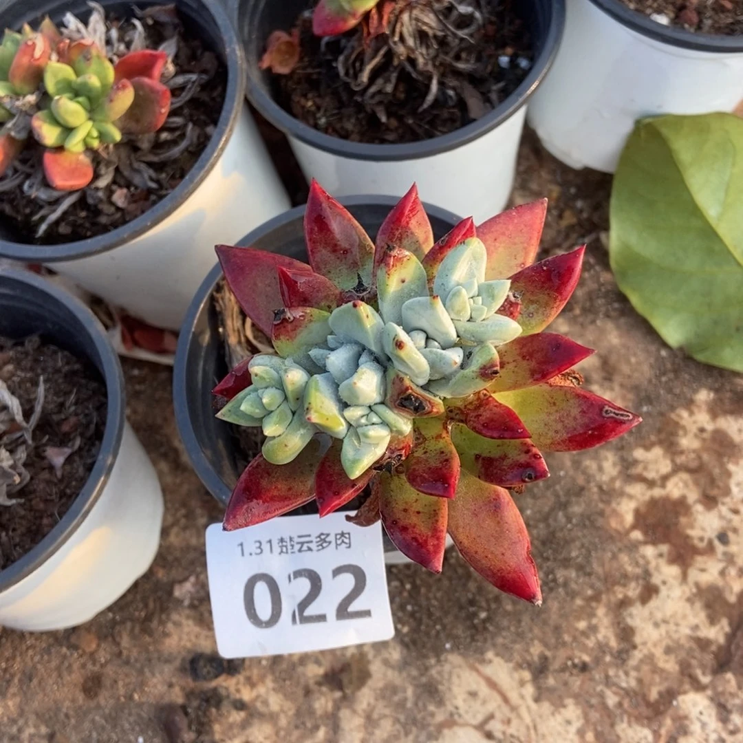 022厚叶玫瑰多肉植物