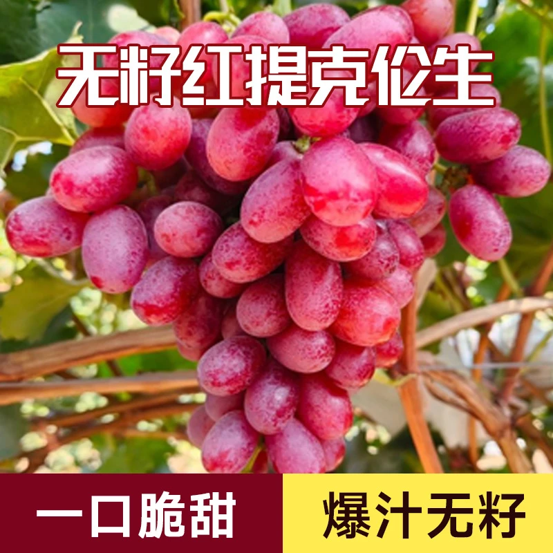 【顺丰包邮-现摘现发】四川大凉山高原红美人克伦生葡萄无籽无核D
