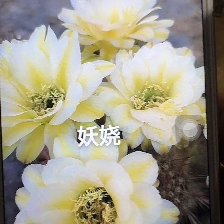 妖娆侧芽5公分左右毛花柱（20包邮）
