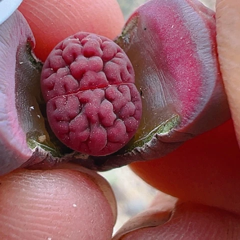 【闪购商品】懒*?20132