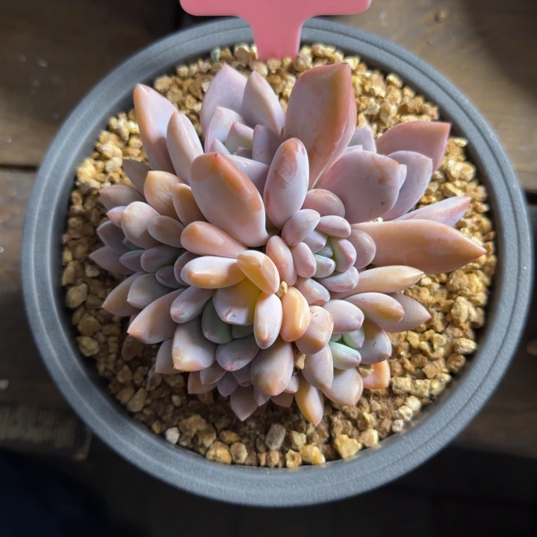 奥普体果糖111111111111111