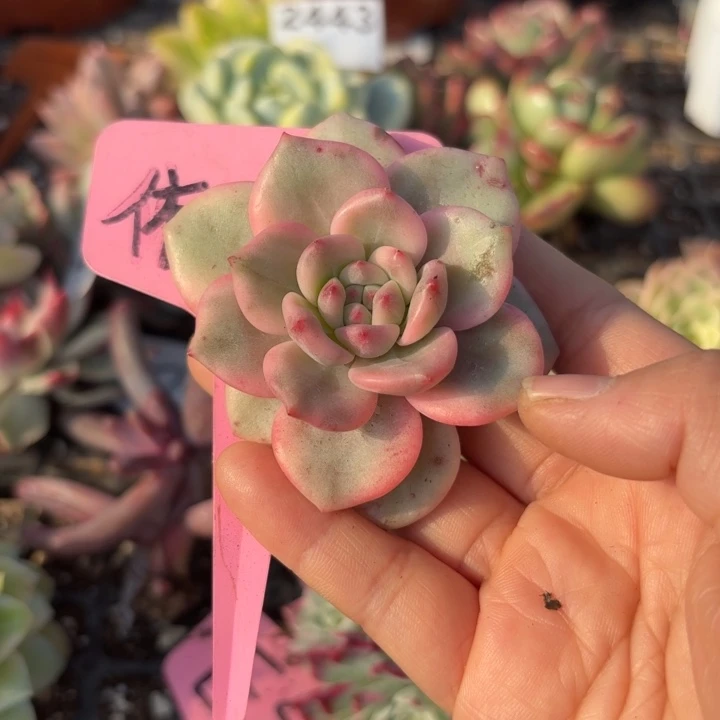 爱丽儿锦多肉植物满18包邮