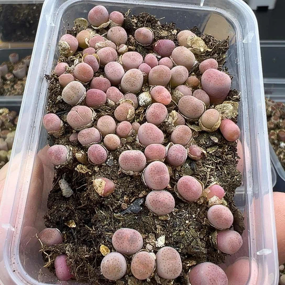 3437开播福利特选级粉碧琉璃小苗