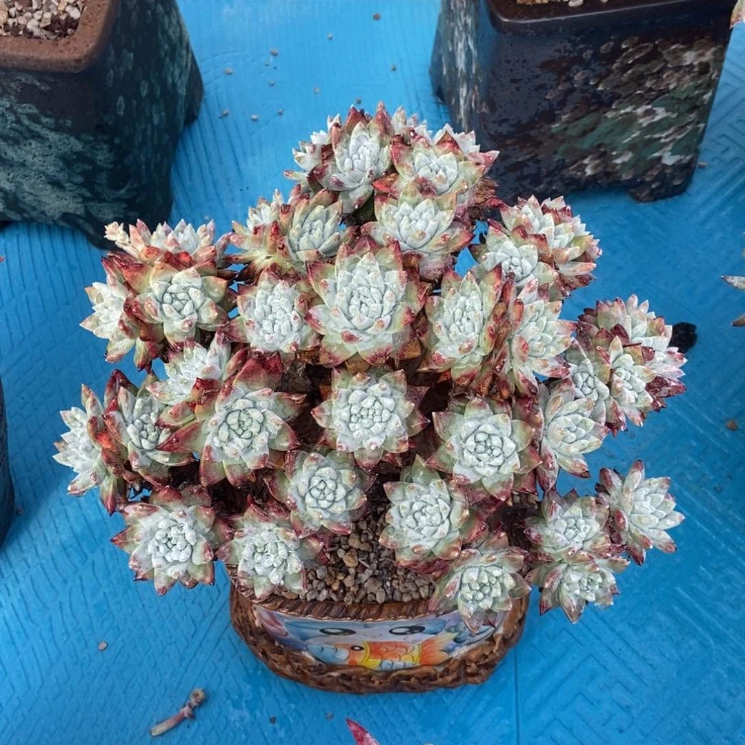 白姆多肉植物啦啦啦