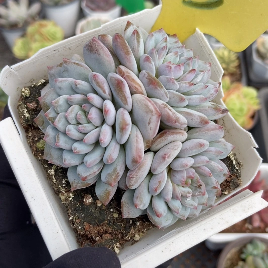 13玉芙蓉多肉植物多肉