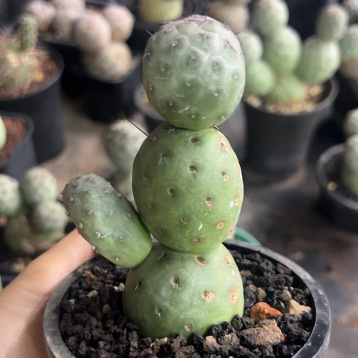 仙人球仙人球仙人球仙人球