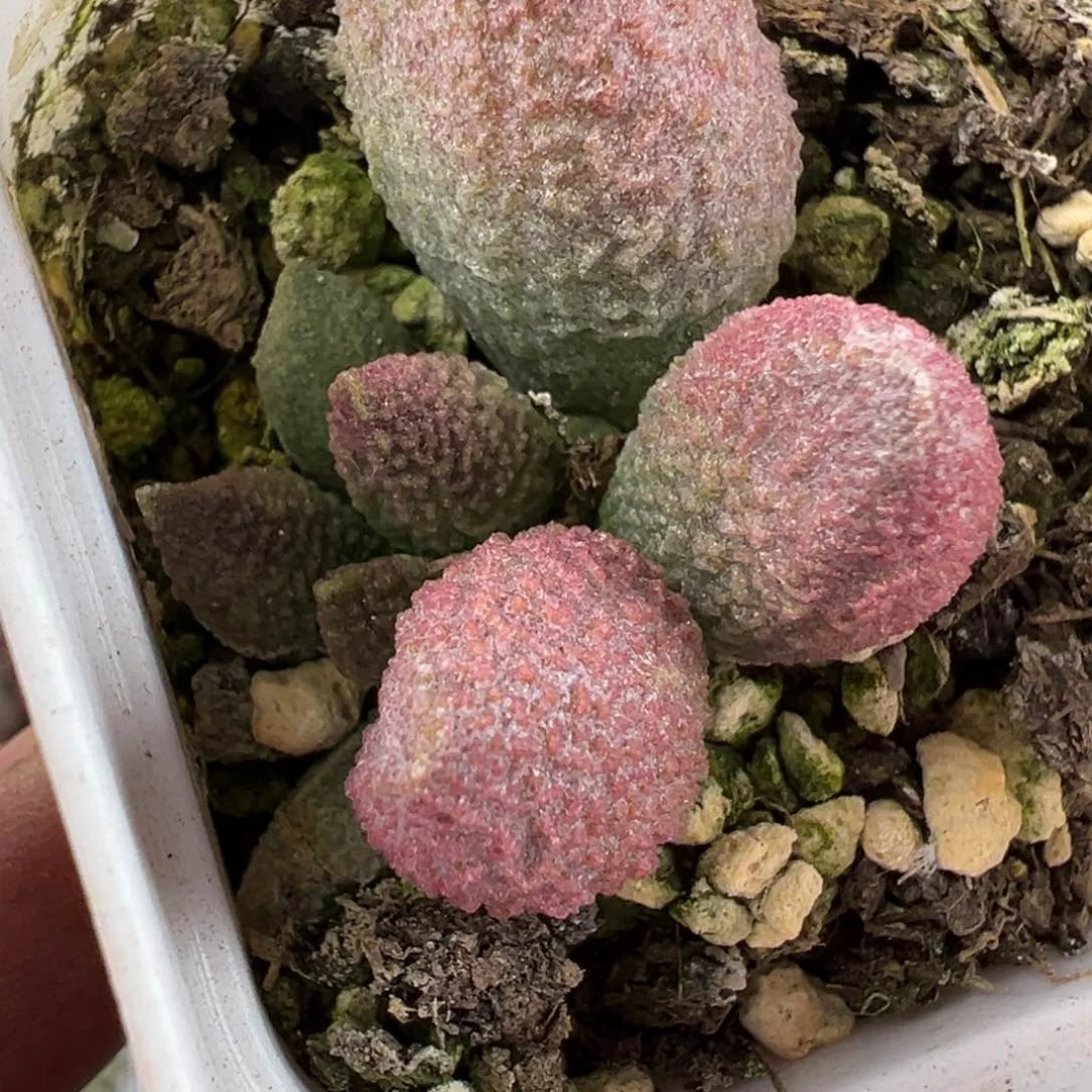 多肉植物的水泡多肉植物