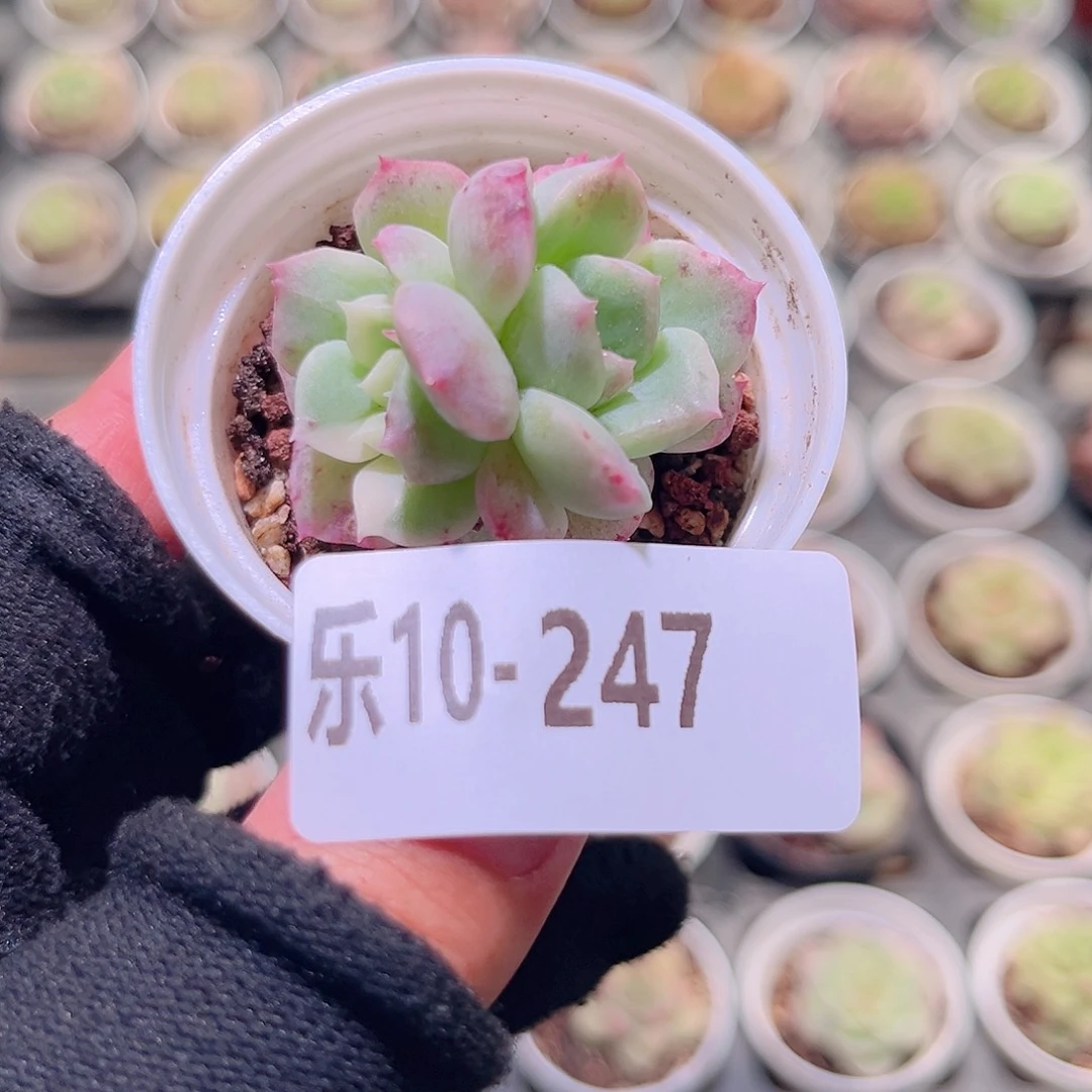 乐然10-247 新品