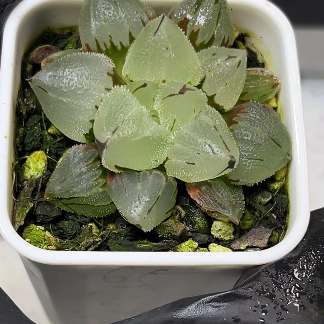 十二卷多肉植物1807冰玉鸾