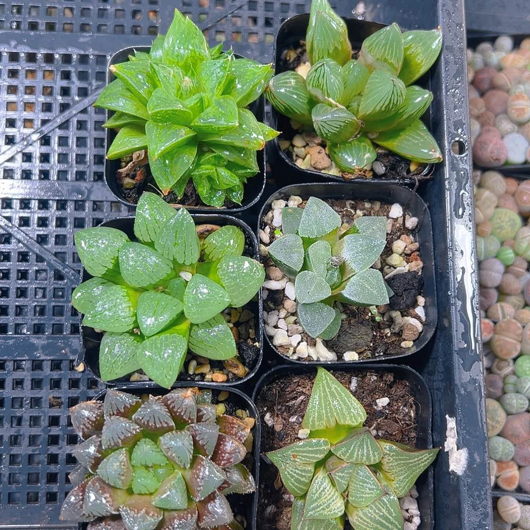 5310多肉植物多肉多肉