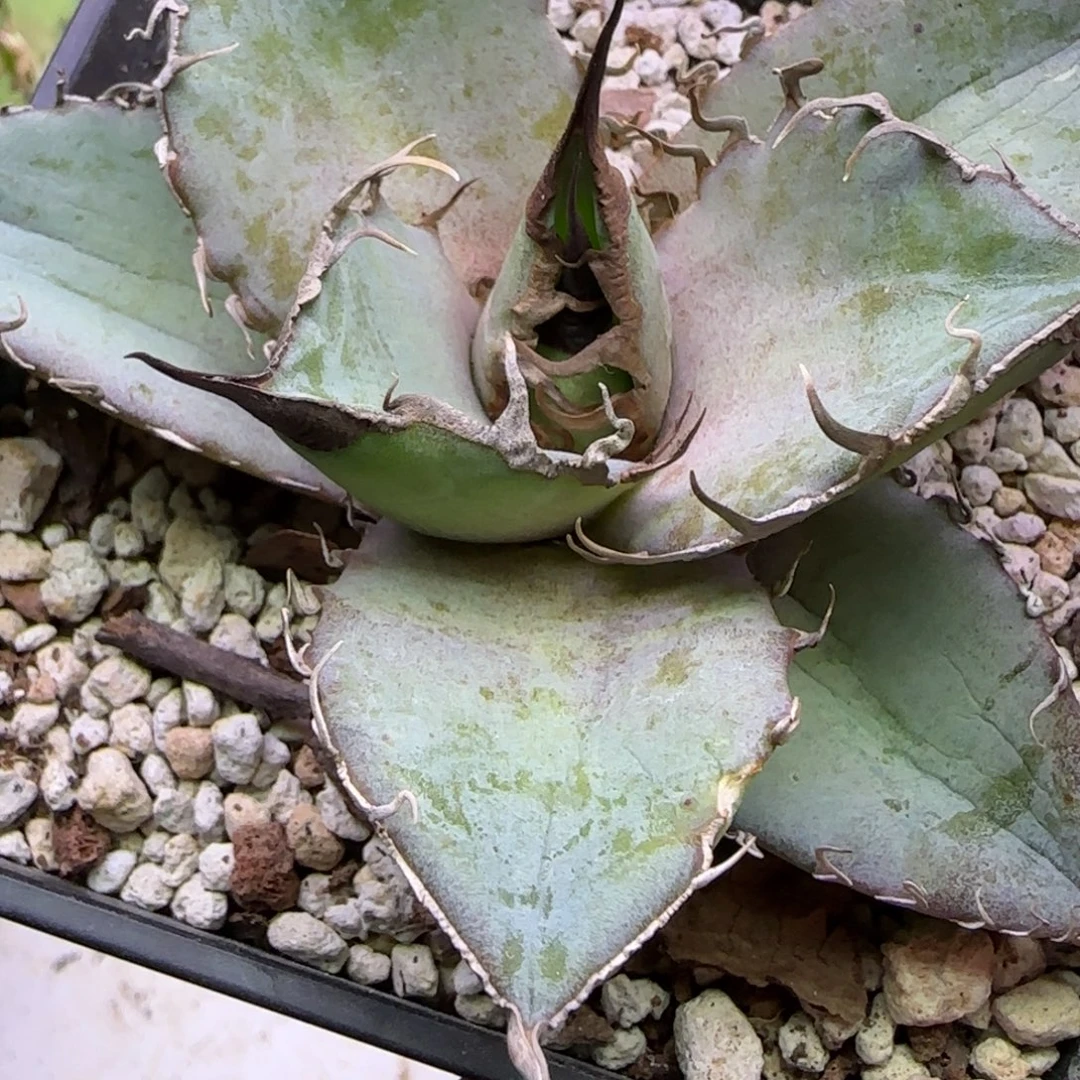 实生仁王冠龙舌兰18